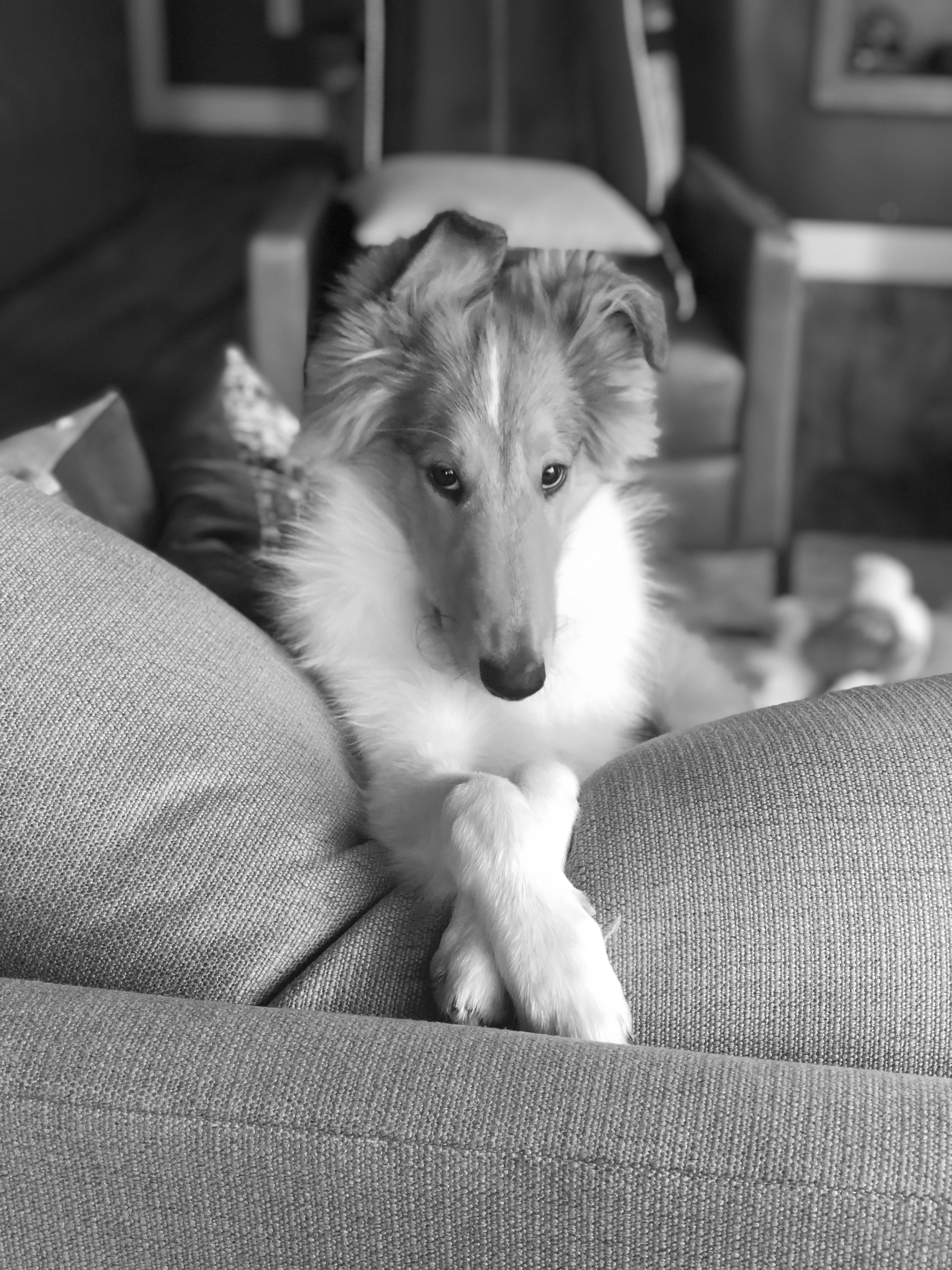 Spidey the Rough Collie